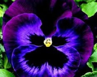35 Annual Flower Seeds Pansy Inspire Blue Velvet