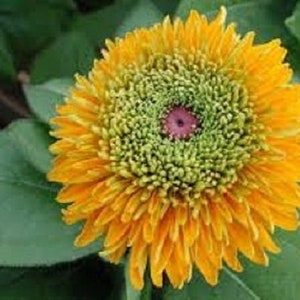 30+ Rudbeckia Maya / Perennial / Flower Seeds.