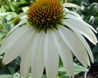 40+ White Swan Echinacea / Coneflower / Perennial / Flower Seeds.