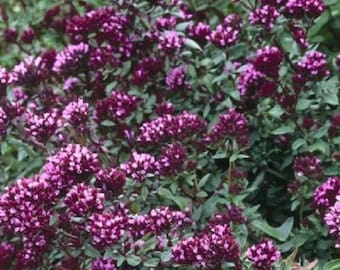 25+ Orégano Ornamental / Semillas de Flores.