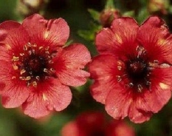 40+ Potentilla Miss Wilmott / Nepalensis / Hardy / Perennial / Flower Seeds.