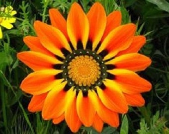 30+ Gazania Orange Peacock / Drought Tolerant / Re-Seeding Annual / Flower Seeds.