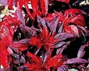 50+ Molten Fire Amaranthus / Annual / Flower Seeds.