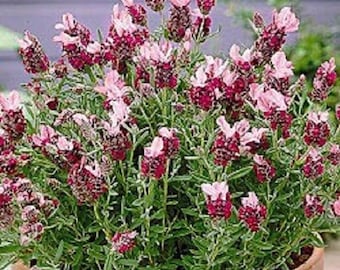 30+ Red Lavender / Perennial / Flower Seeds.