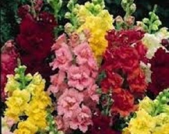 30+ Antirrhinum Palette Mix Snapdragon / Perennial / Flower Seeds.