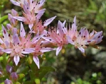 50+ Pink Widow's Cross Sedum / Perennial / Flower Seeds.