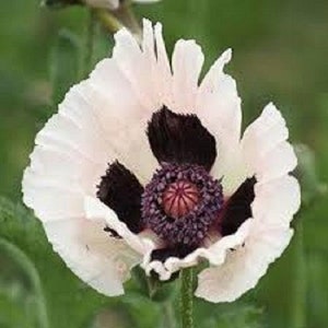 35+ Mohn königliche Hochzeit / Papaver / Orientale / Staude / Blumensamen.