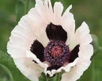 35+ Poppy Royal Wedding / Papaver / Orientale / Perennial / Flower Seeds.