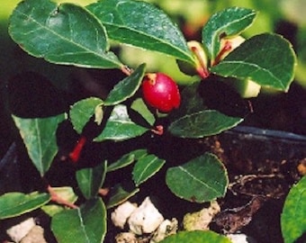 35+ Wintergreen Gaultheria / Flower Seeds.