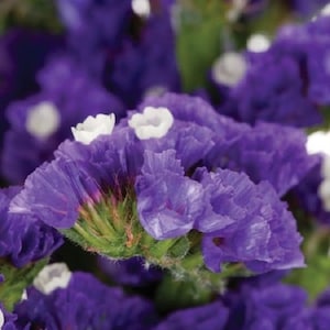 May include: Close-up of purple statice flowers with small white accents. The flowers have ruffled petals and are clustered together. The stems are green and slightly fuzzy. The overall image is a vibrant display of natural beauty.
