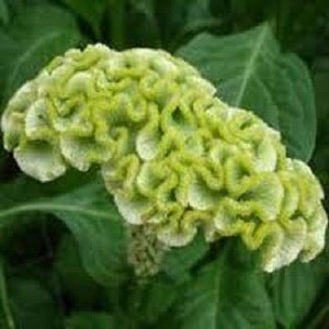May include: A close-up of a green and white cockscomb flower. The flower has a unique, ruffled texture and is a vibrant shade of green.