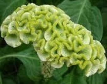 30+ Spring Green Cockscomb Celosia / Self-Seeding Annual / Flower Seeds.