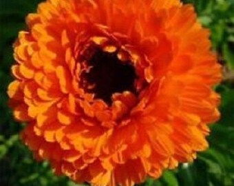 40+ Calendula 'Bronze Beauty' Flower Seeds – Hardy Annual That Comes Back Year After Year, Loves Sun Or Partial Shade