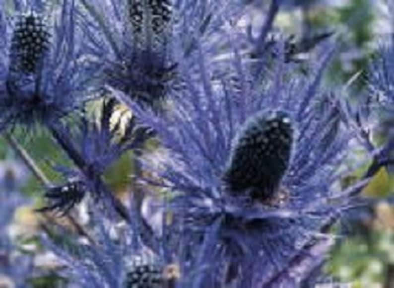 30 Metalic Blue Sea Holly Eryngium / Perennial / Flower Etsy