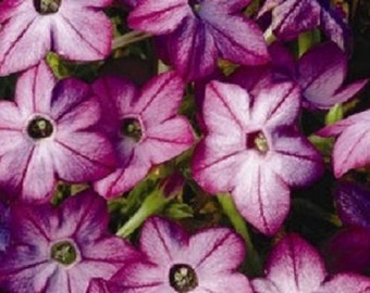 50+ Nicotiana Purple  Bi-Color / Re-Seeding / Annual / Flower Seeds.
