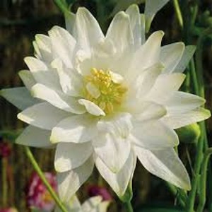 May include: A white flower with a yellow center. The flower has many petals and is in bloom.