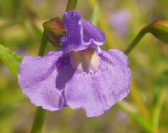 40+ Mimulus Purple Monkey Flower / Annual / Flower Seeds.