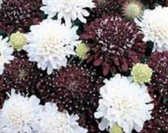 25+ Ebony and Ivory Mix Pincushion Scabiosa / Perennial / Flower Seeds.