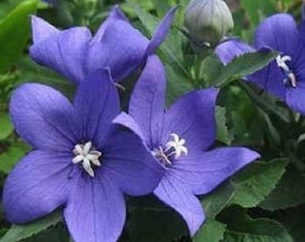 40+ Platycodon Blue / Balloon Flower / Perennial / Flower Seeds.