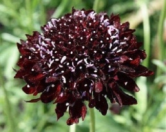 30+ Black Knight Pincushion Scabiosa / Perennial / Flower Seeds.
