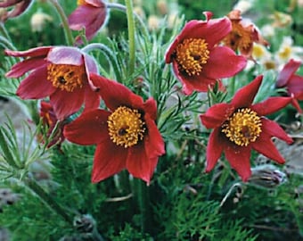 20+ Red Pulsatilla (Pasque) / Semillas de Flores.