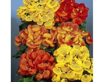 25+ Calceolaria Pocketbook Plant / Annual / Flower Seeds.