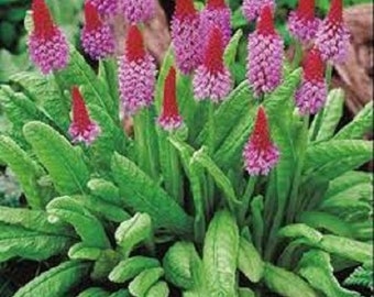25+ Orchid Primula / Perennial / Flower Seeds.