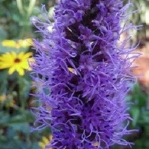 50+ Violet Liatris / Perennial / Flower Seeds.