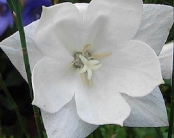 40+ Platycodon White Double / Balloon Flower / Perennial / Flower Seeds.