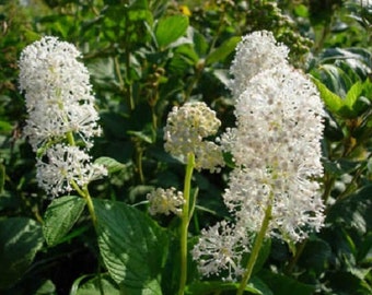 30+ New Jersy Tea Ceanothus / Drought Tollerent / Perennial / FlowerSeeds.