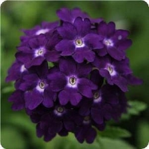 Puede incluir: Un grupo de flores de verbena de color púrpura intenso con centros blancos. Las flores están en plena floración y tienen un aspecto delicado y arrugado.