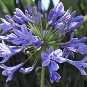 25+ Blue Agapanthas African Lily / Perennial / Flower Seeds.