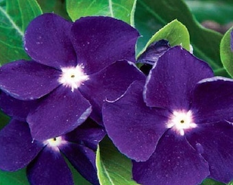 40+ Vinca Sun Storm Purple / Annual / Flower Seeds.
