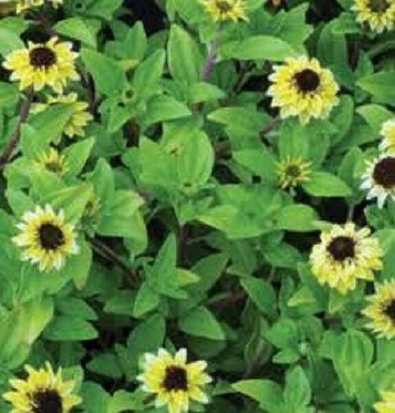 30 Vanilla Sprite Creeping Zinnia / Ground Cover / Annual / Flower