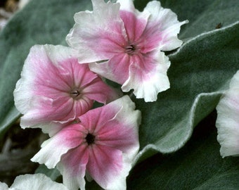 30+ Lychnis Angel's Blush / Heirloom / Perennial / Flower Seeds.