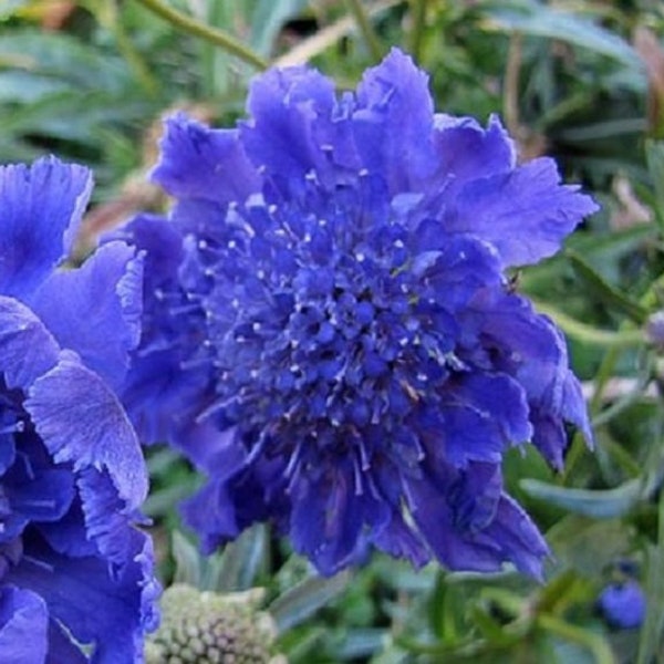 35+ Azul Oscuro Pincushion Scabiosa / Perenne / Semillas de Flores.