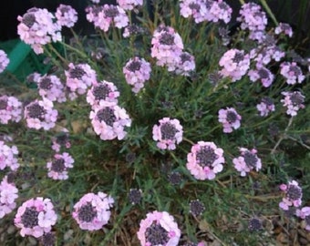 50+ Aethionema Persian Rock Cress / Evergreen / Perenne / Flower Seeds.