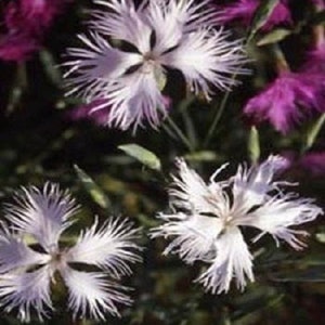 May include: Close-up of white fringed flowers with a delicate, feathery texture. The flowers are blooming against a backdrop of purple flowers.