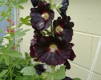 50+ Black Hollyhock / Alcea Rosea / Perennial / Flower Seeds.