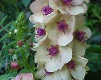 50+ Wedding Candles Verbascum / Self-Seeding / Annual / Flower Seeds.