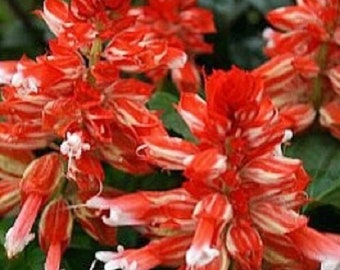 40+ Salvia Salsa Red Bi-color / Drought Tolerant / Sage / Perennial / Flower Seeds.