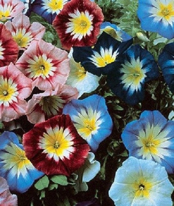 Re=Seeding Ensign White Flower Seeds Morning Glory 25