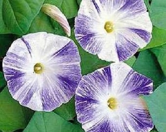 25+ Morning Glory Flying Saucers Mix Ipomea / Self-Seeding Annual Flower Seeds