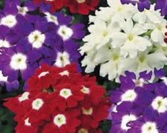 35+ Verbena Obsession Mix / Perennial / Flower Seeds.