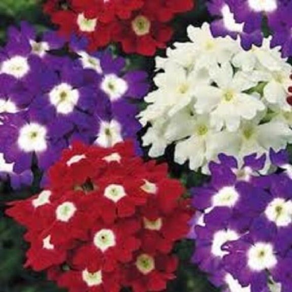 35 Verbena Obsession Mix / Perennial / Flower Seeds. - Etsy