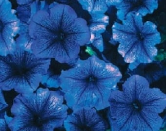 30+ Petunia Sky Blue with Purple Vein / Multiflora Nora / Annual / Flower Seeds.