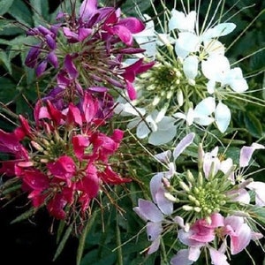 Puede incluir: Primer plano de un grupo de flores de araña en tonos de rosa, morado y blanco. Las flores tienen pétalos largos y delgados y están dispuestas en un patrón circular.