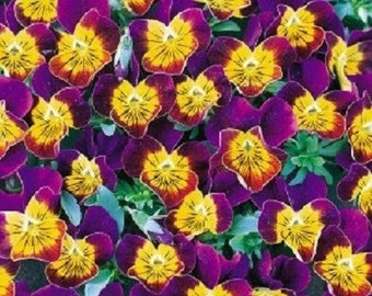 35+ Purple Heart Bi-Color Miniola Viola / Shade-Loving / Perennial / Flower Seeds.