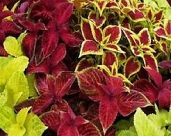 50+ Rainbow Mix Coleus / Annual / Flower Seeds.