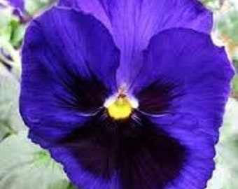 35+ Pansy Inspire Blue Velvet / Annual / Flower Seeds.